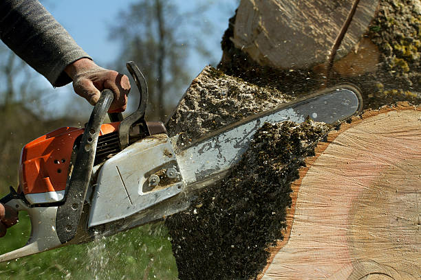 How Our Tree Care Process Works  in  Lemont Furnace, PA